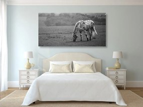 Quadro su tela – Cavallo nel prato in bianco e nero