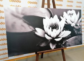Stampa su tela – Fiore di loto nel lago in bianco e nero