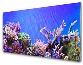 Pannello retrocucina Natura della barriera corallina 100x50 cm