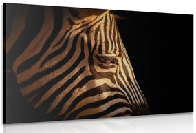 Stampa su tela – Ritratto di zebra
