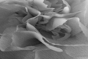 Stampa su tela – Petali di garofano in bianco e nero