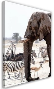 Quadro su tela, Elefante Africa Animali Natura