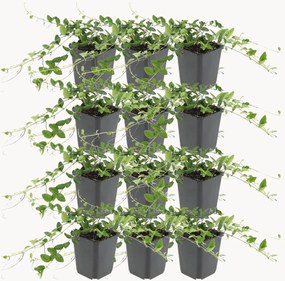 Set di 12 piante vere Vinca minor Atropurpurea