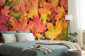 Carta da parati autoadesiva – Foglie d'autunno