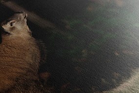 Stampa su tela – Cervo maestoso
