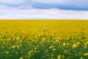 Carta da parati – Campo fiorito giallo