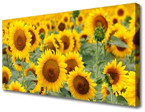 Quadro su tela Girasoli, piante, natura 100x50 cm