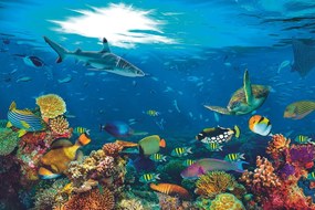 Carta da parati – Mondo Sottomarino