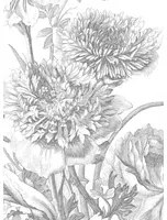 KEK Amsterdam Carta da parati panoramica Engraved Flowers 3 - Multicolor - 3.896m