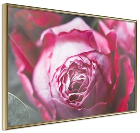 Poster  Blooming Rose  Cornice Quadri Cornice d'oro, Larghezza x Altezza Home decor 30x20