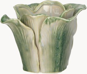Portavaso Cabbage