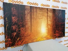 Stampa su tela – Luce nella foresta