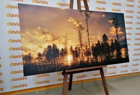 Stampa su tela – Sera nella foresta