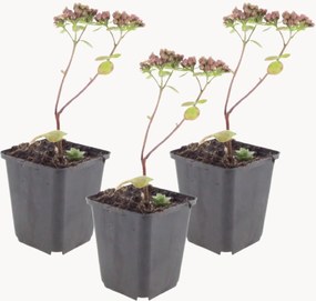 Set di 3 piante vere Stonecrops Sedum Matrona