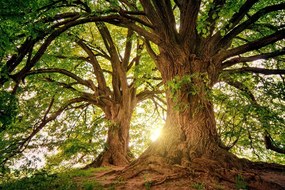 Stampa su tela – Alberi maestosi