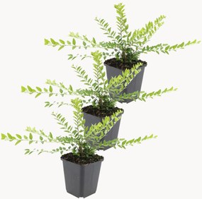 Set di 3 piante vere Lonicera nitida Maigrün