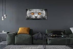 Quadro su tela Grey British Cat 100x50 cm
