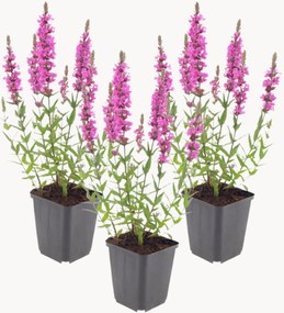 Set di 3 piante vere Purple Loosestrife Lythrum Salicaria