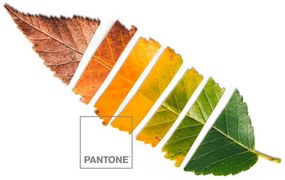 Lenzuola Leaf Pantone - Letto da 90 (160 x 270 cm)