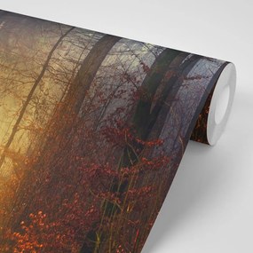 Carta da parati – Luce nel bosco