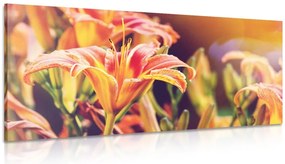 Stampa su tela – Splendidi fiori da giardino