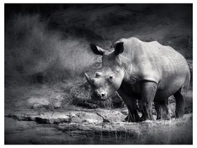 Fotomurale Rinoceronte in meditazione