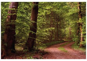 Carta da parati – Bosco verde