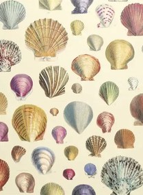 John Derian Carta da parati Captain Thomas Brown Shells - Sepia