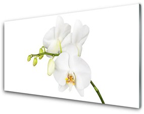 Quadro acrilico Fiori di orchidea Natura 100x50 cm
