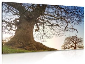 Stampa su tela – Simbiosi degli alberi