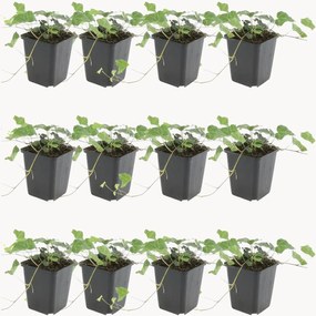 Set di 12 piante vere Hedera helix Glacier