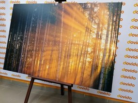 Stampa su tela – Sole dietro l'albero
