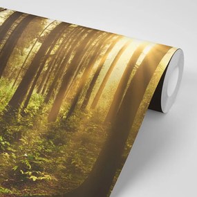 Carta da parati autoadesiva – Foresta illuminata dal sole
