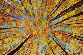 Carta da parati – Corone degli alberi autunnali