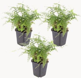 Set di 3 piante vere Soft Shield Fern Polystichum setiferum Herrenhausen