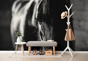 Carta da parati – Cavallo maestoso in bianco e nero