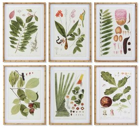 Quadro DKD Home Decor Piante botaniche (50 x 2.8 x 70 cm) (6 pezzi)