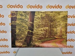 Quadro su tela – Foresta verde
