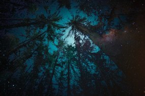Carta da parati – Notte nel bosco