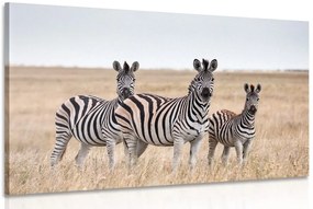 Stampa su tela – Tre zebre nella savana