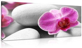 Quadro su tela – Fiori di orchidea su pietre bianche