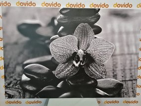 Stampa su tela – Orchidea e pietre Zen in bianco e nero