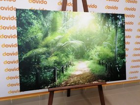 Stampa su tela – Sentiero sull'isola di Seychelles
