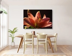 Quadro su tela – Splendido giglio rosa su sfondo nero