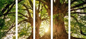 Quadri 5 pezzi – Alberi maestosi