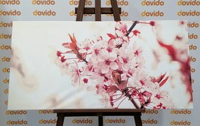 Quadro su tela – Fiori rosa di ciliegio