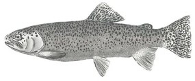 Fotomurale Fish, bianco disegno nero