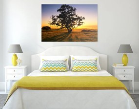 Quadro su tela – Albero solitario al tramonto