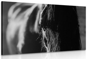 Quadro su tela – Cavallo maestoso in bianco e nero