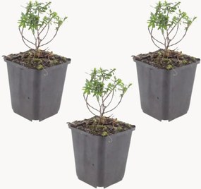 Set di 3 piante vere Candytuft Iberis sempervirens Schneeflocke